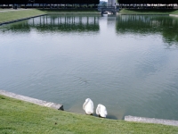 Couple de cygnes, Château de Villandry  2010