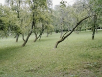 Pommiers, Camp de Buchenwald  2010